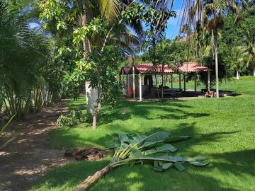 Se Vende Rancho, 25,000 m2 incluye, departamento loft, 2 pozos de agua, 2 palapas, palmas, arboles.