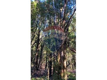Terreno de 1,9 hectareas en el Maizal,  con bosque nativo y estero