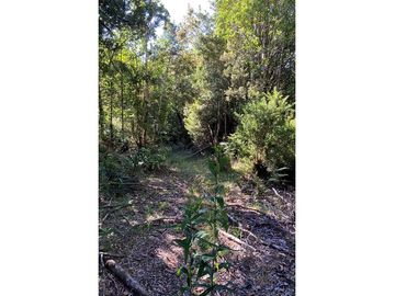Terreno de 1,9 hectareas en el Maizal,  con bosque nativo y estero