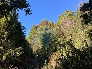 Terreno de 1,9 hectareas en el Maizal,  con bosque nativo y estero