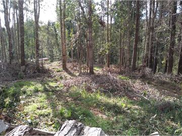 VENTA, Parcela  con bosque nativo y río,  Valdivia