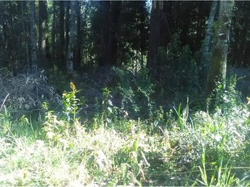 VENTA, Parcela  con bosque nativo y río,  Valdivia