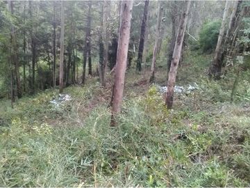 VENTA, Parcela  con bosque nativo y río,  Valdivia