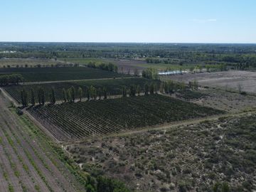 37 Has. de viñedos en Cuadro Benegas, sobre calle Bifani