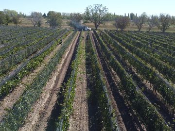 37 Has. de viñedos en Cuadro Benegas, sobre calle Bifani