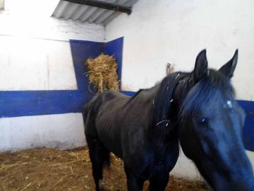 Vendo Rancho en Almoloya de 5.3 Has