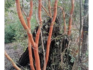 Hauslink Vende Preciosa Cabaña Equipada  2d2b + Altillo Cand