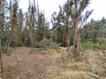 Parcela De 1 Hectárea Con Estero En El Totoral, Comuna De El