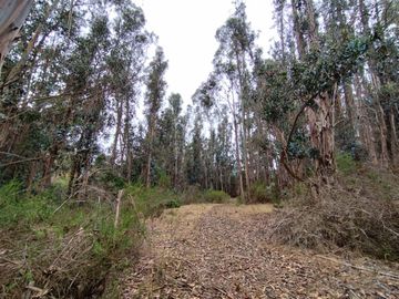 Parcela De 1 Hectárea Con Estero En El Totoral, Comuna De El