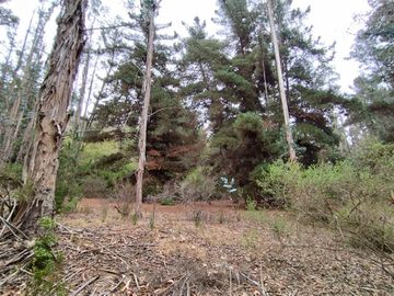 Parcela De 1 Hectárea Con Estero En El Totoral, Comuna De El
