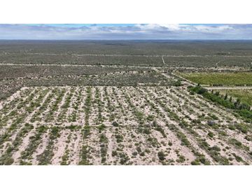 VENTA EXCEPCIONAL FINCA DE 231 HAS EN LOS CAMPAMENTOS- RIVADAVIA, MZA