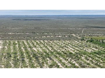 VENTA EXCEPCIONAL FINCA DE 231 HAS EN LOS CAMPAMENTOS- RIVADAVIA, MZA