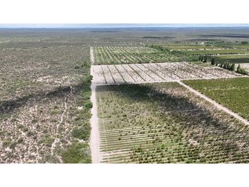 VENTA EXCEPCIONAL FINCA DE 231 HAS EN LOS CAMPAMENTOS- RIVADAVIA, MZA