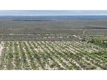 VENTA EXCEPCIONAL FINCA DE 231 HAS EN LOS CAMPAMENTOS- RIVADAVIA, MZA