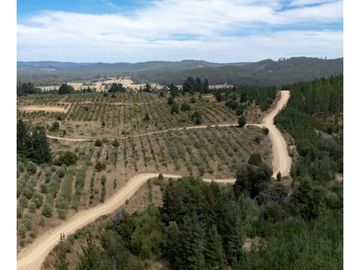 Vende En Fundo La Quirigua Parcela 5000m2 A 3min De Lago Tor
