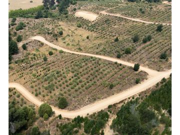 Vende En Fundo La Quirigua Parcela 5000m2 A 3min De Lago Tor