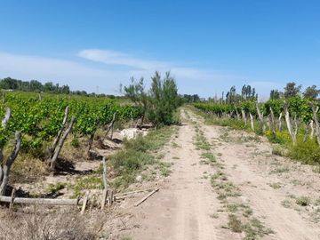 VENTA FINCA EN PRODUCCION  12 Has  EL ALGARROBAL
