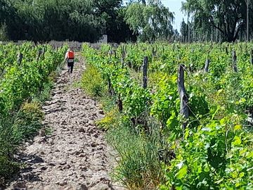 VENTA FINCA EN PRODUCCION  12 Has  EL ALGARROBAL