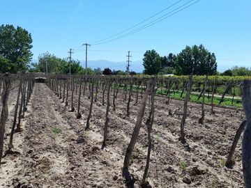 VENTA FINCA EN PRODUCCION  12 Has  EL ALGARROBAL
