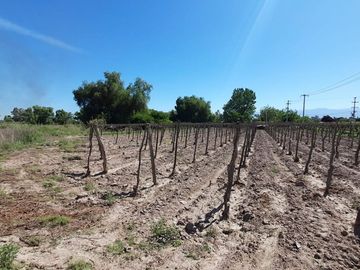 VENTA FINCA EN PRODUCCION  12 Has  EL ALGARROBAL