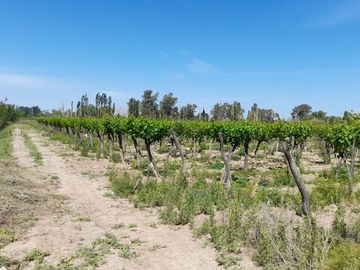 VENTA FINCA EN PRODUCCION  12 Has  EL ALGARROBAL
