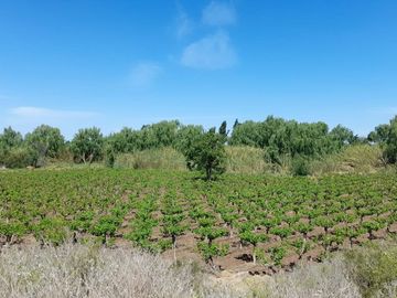 VENTA FINCA EN PRODUCCION  12 Has  EL ALGARROBAL