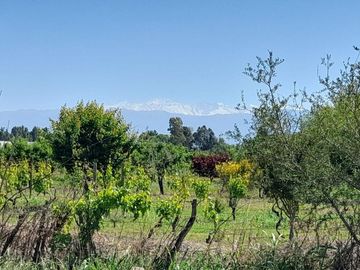 VENTA FINCA EN PRODUCCION  12 Has  EL ALGARROBAL