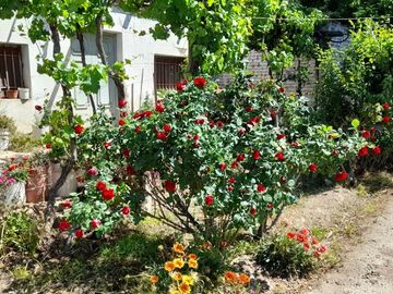 VENTA FINCA EN PRODUCCION  12 Has  EL ALGARROBAL