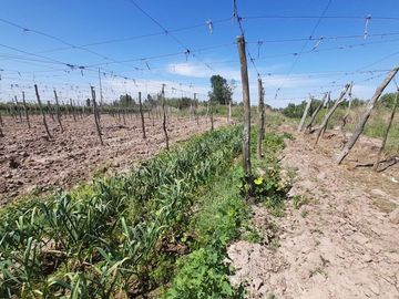 VENTA FINCA EN PRODUCCION  12 Has  EL ALGARROBAL