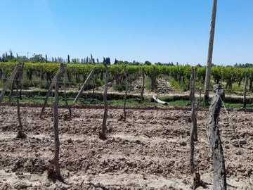 VENTA FINCA EN PRODUCCION  12 Has  EL ALGARROBAL