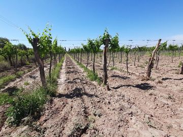 VENTA FINCA EN PRODUCCION  12 Has  EL ALGARROBAL