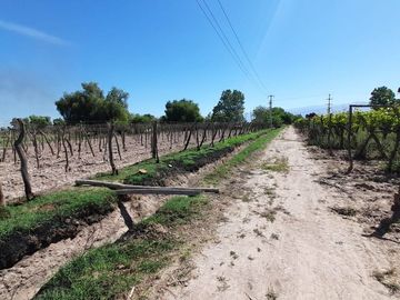 VENTA FINCA EN PRODUCCION  12 Has  EL ALGARROBAL