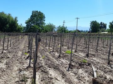 VENTA FINCA EN PRODUCCION  12 Has  EL ALGARROBAL