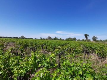 VENTA FINCA EN PRODUCCION  12 Has  EL ALGARROBAL