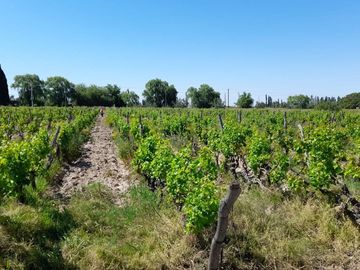 VENTA FINCA EN PRODUCCION  12 Has  EL ALGARROBAL