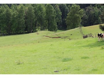Campo Sector Relún Camino A Los Copihues 44ha