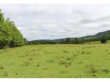 Campo Sector Relún Camino A Los Copihues 44ha