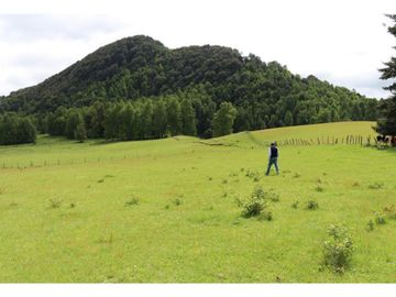 Campo Sector Relún Camino A Los Copihues 44ha