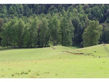 Campo Sector Relún Camino A Los Copihues 44ha