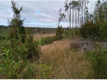 Parcela Con Bosque Nativo En Quemchi - Austral Partners