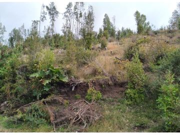 Parcela Con Bosque Nativo En Quemchi - Austral Partners
