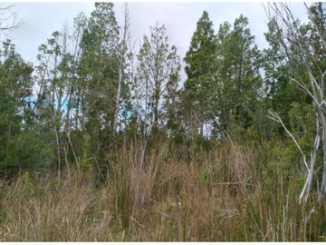 Parcela Con Bosque Nativo En Quemchi - Austral Partners