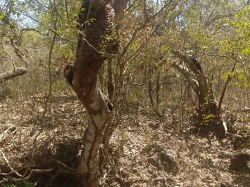 Rancho las varas