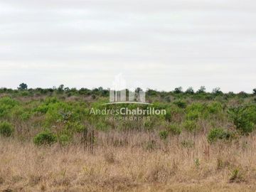 Campo Forestal En Venta