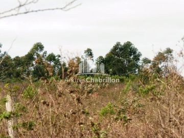 Campo Forestal En Venta