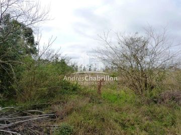 Campo Forestal En Venta