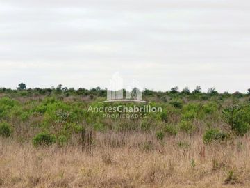 Campo Forestal En Venta