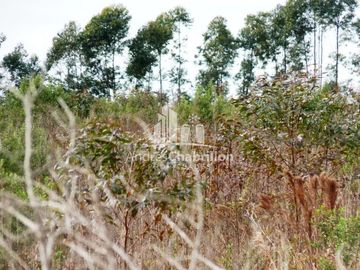 Campo Forestal En Venta