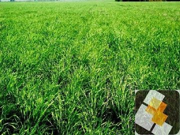 Campo en venta de 900 has ubicado en Puán Pcia. de Buenos Aires