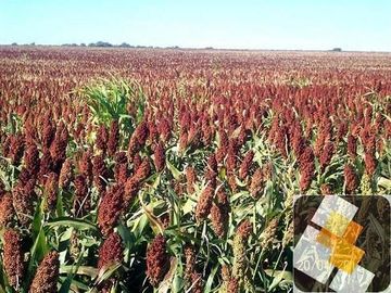 Campo en venta de 900 has ubicado en Puán Pcia. de Buenos Aires